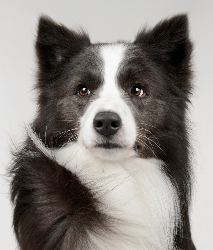 Souls of Harmony Border Collies_Blue
