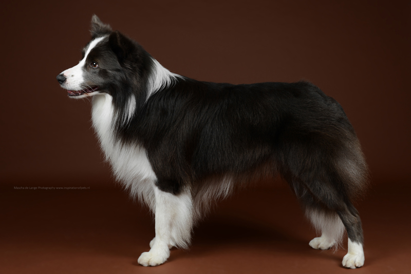 Souls of Harmony Border Collies